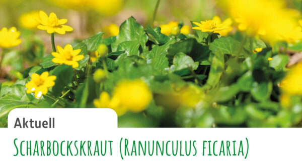 Gruenform-Gartenblatt_10-Aktuell
