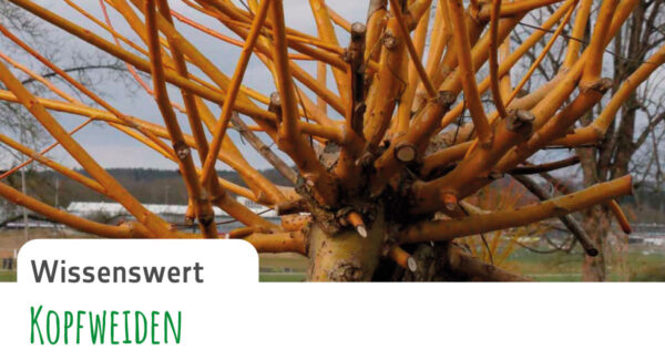 Gruenform-Gartenblatt_10-Wissenswert-a