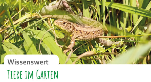 Gruenform-Gartenblatt_11-Wissenswert