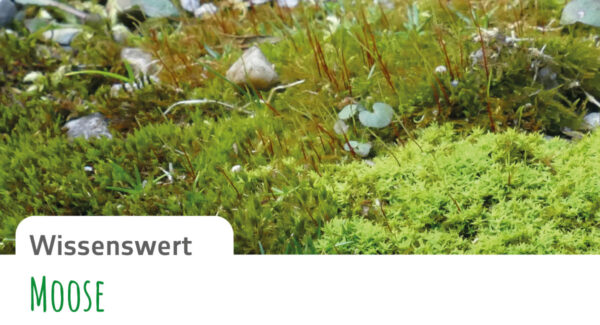_Gruenform-Gartenblatt_12-Wissenswert