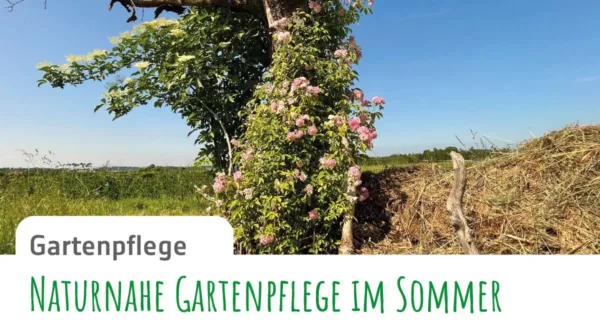 Gruenform-Gartenblatt_13-Gartenpflege